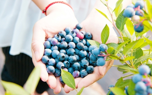 蓝莓果园照片
