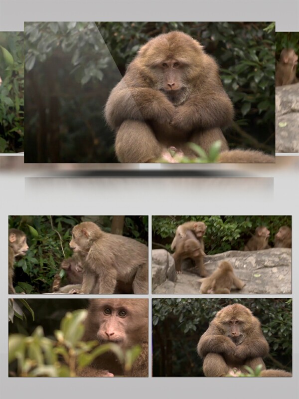 猴子实拍各种动作视频素材