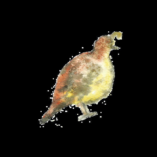手绘水彩鸟明装饰图案