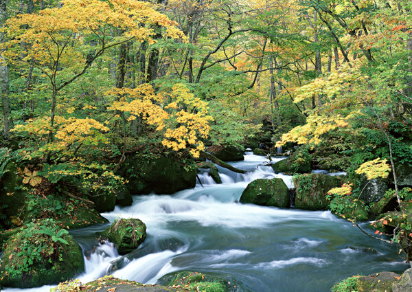 树植物水风景