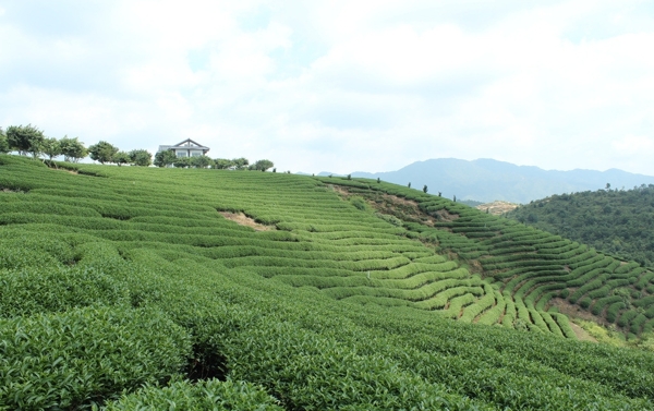 茶山图片