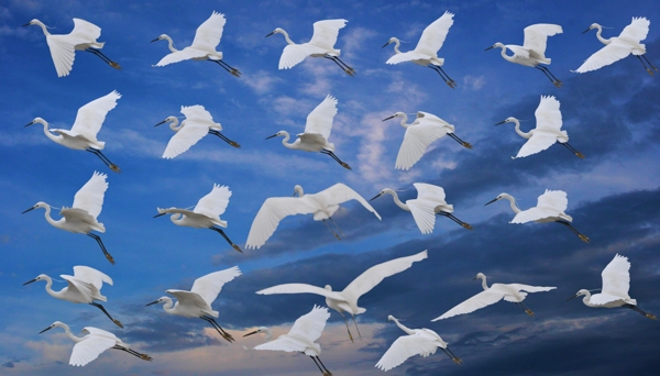 飞翔的白鹤图片