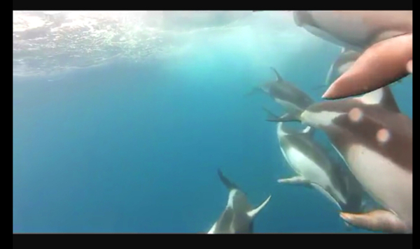 可爱海豚视频素材