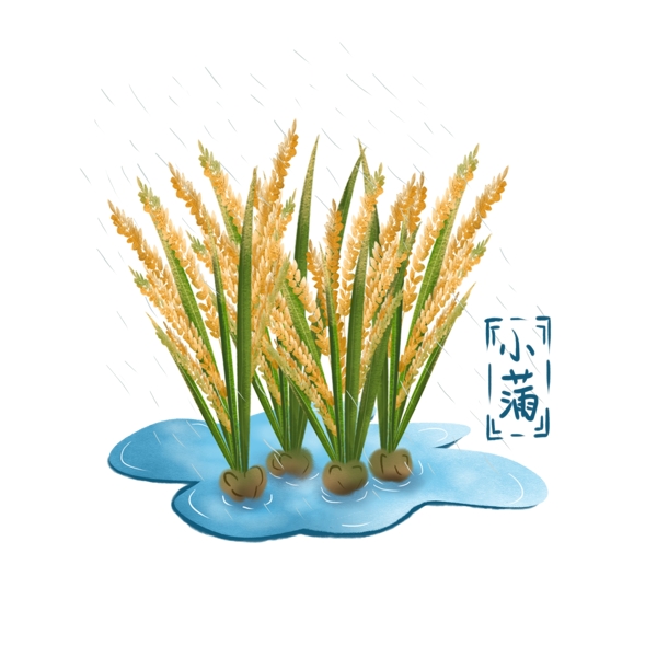 手绘小满之田里即将成熟的水稻