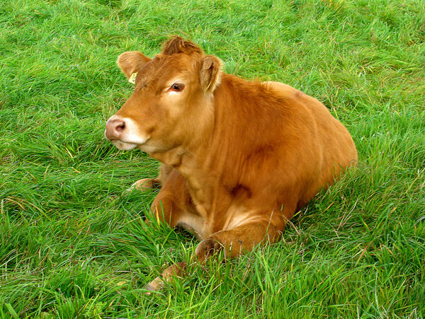 坐在草地上的牛图片