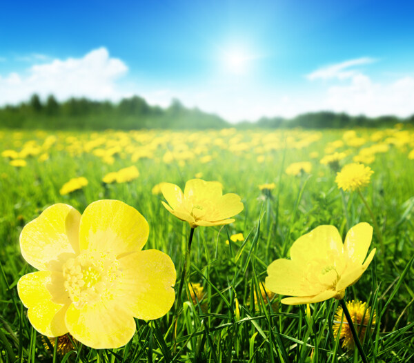 阳光下的黄色花丛图片