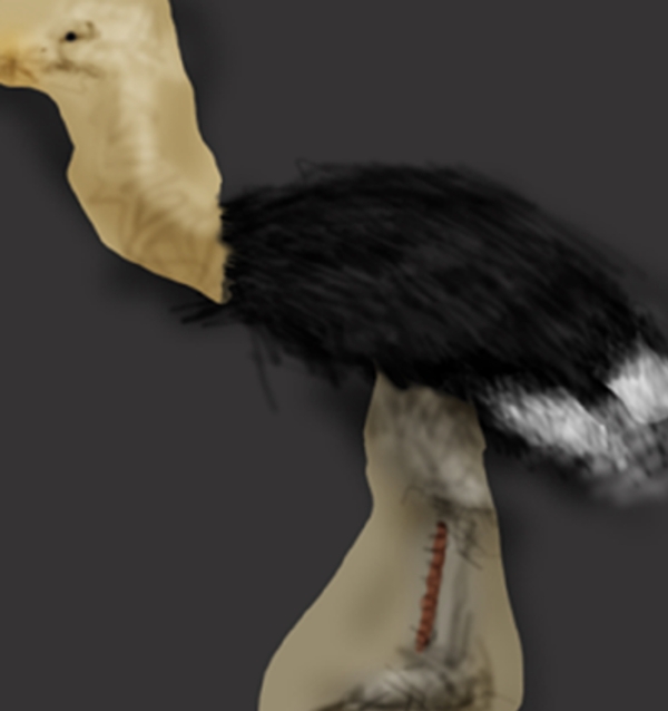 白鹤模型