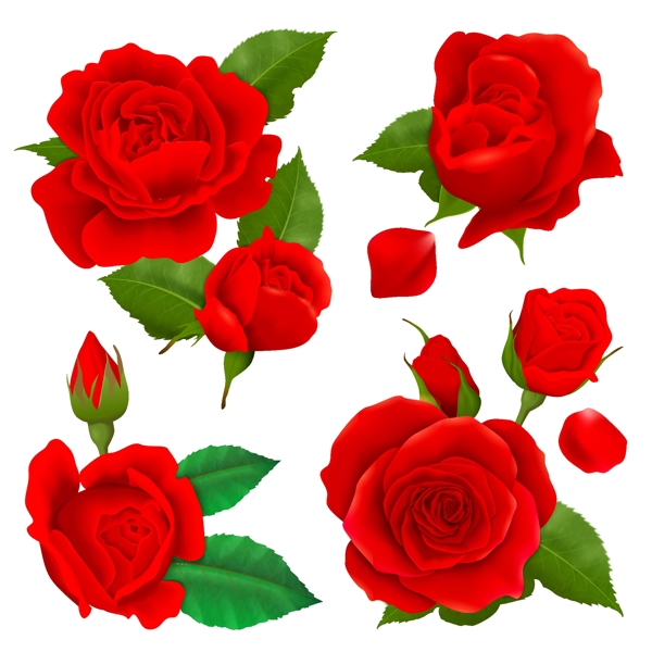 漂亮手绘玫瑰花