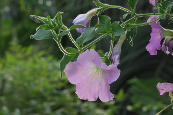 牵牛花