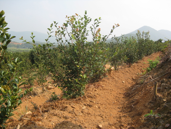 茶油树茶耔图片