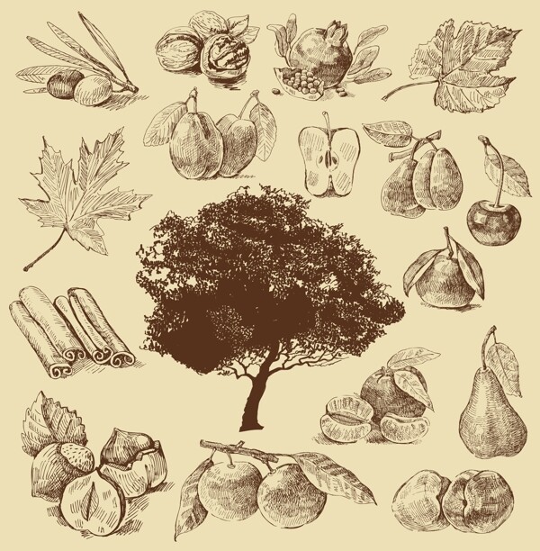 素描树木果实图片