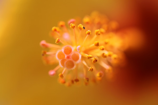 木槿花特写