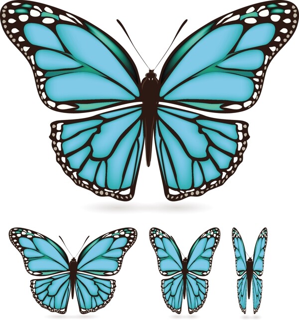 美丽的蓝色蝴蝶矢量素材