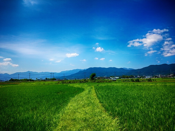 乡村风景