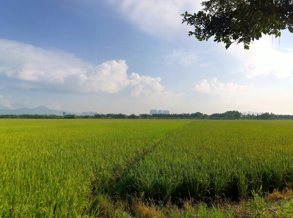 水稻风景