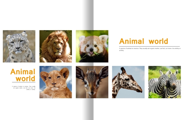 大气简约动物园宣传画册PSD模板