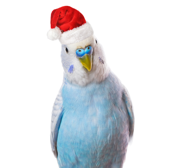 戴着圣诞帽的鸟图片