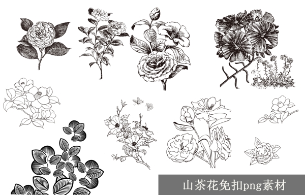 山茶花免扣素描手绘png素材