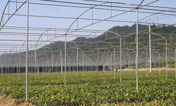 油茶全景图片