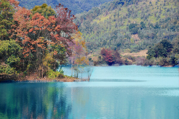 树植物水风景