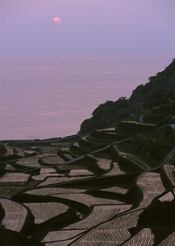 乡村田园图片庄稼植物田野