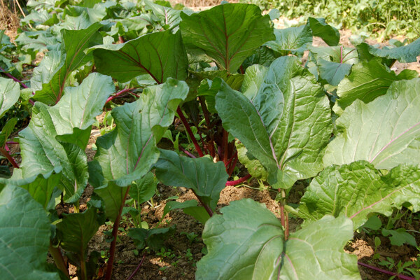 红菜苔图片