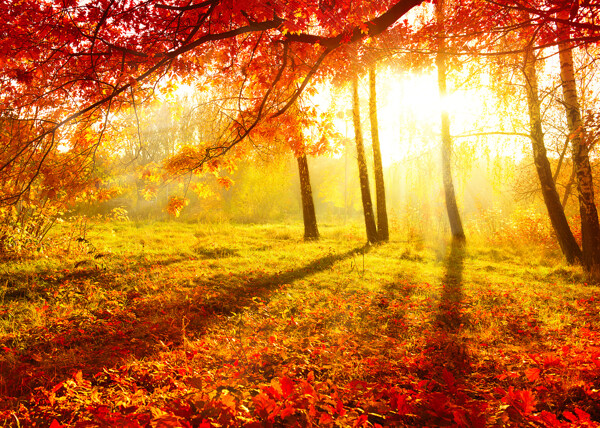 秋季树林阳光草地落叶