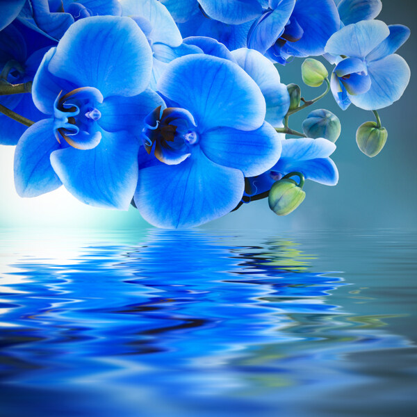 蓝色花朵与水面上的倒影图片