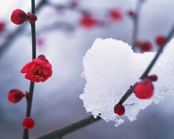 冬天雪景雪景大雪