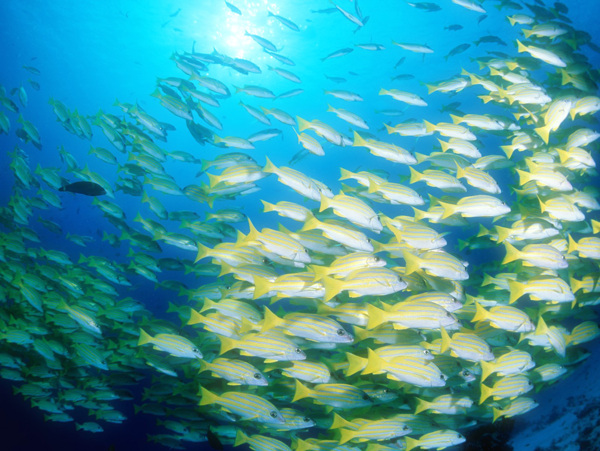 海洋生物