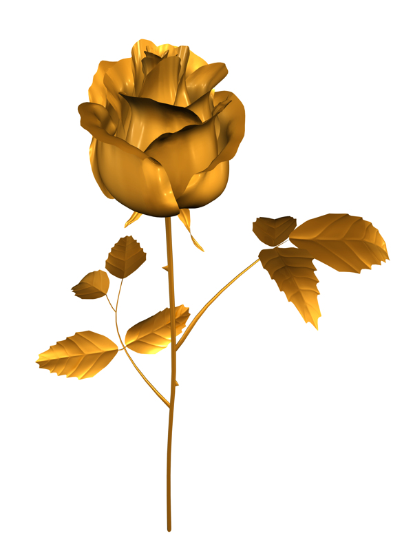 黄金玫瑰花图片
