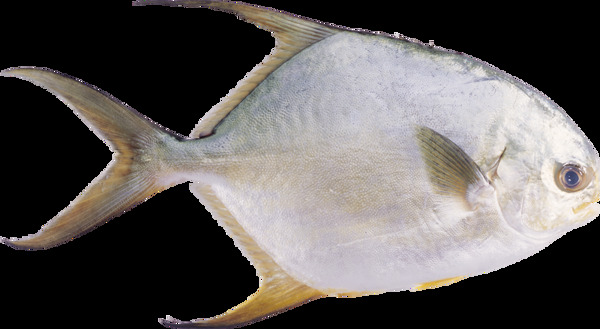 银色宽大鱼类图片免抠png透明图层素材