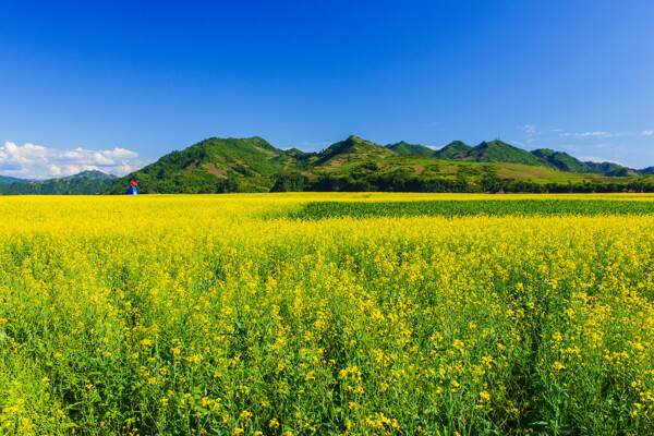 吉林集安油菜花风景