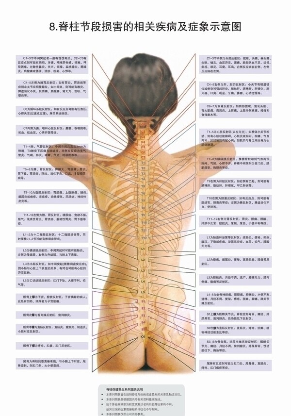 脊柱图解图片