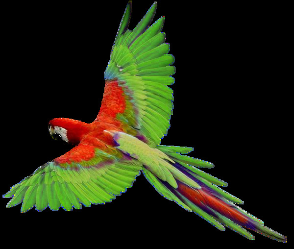 绿色红色鹦鹉免抠png透明图层素材