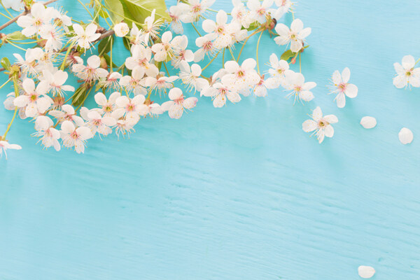 蓝色木纹背景上的樱花