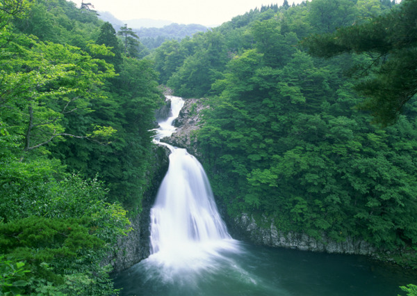 树植物水风景