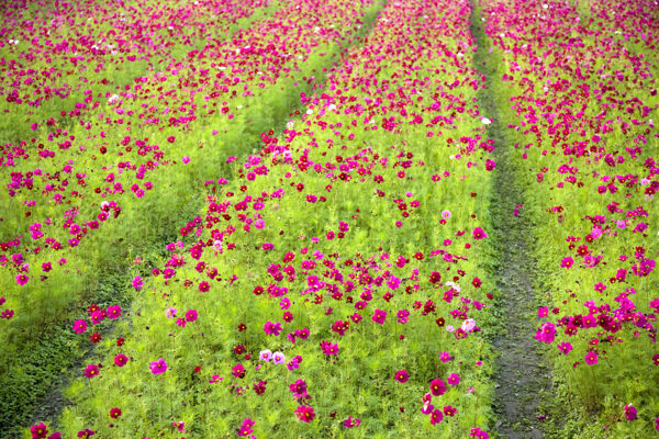 紫红色的雏菊花花田图片图片