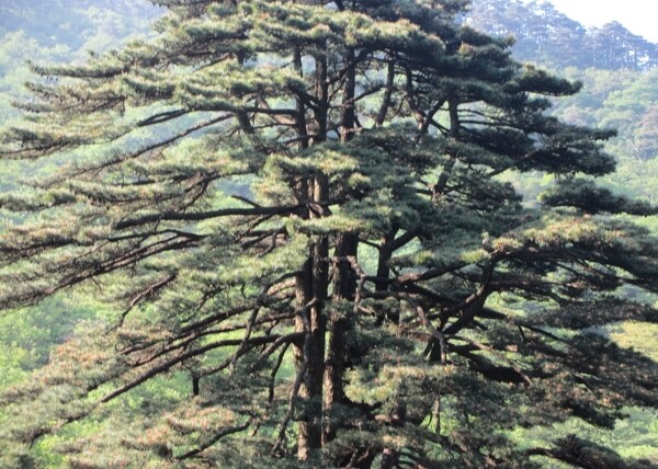 黄山风景区黄山松树图片