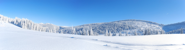 冬季树林雪景图片