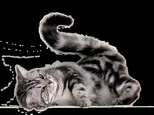 躺地上玩耍的猫图片免抠png透明图层素材