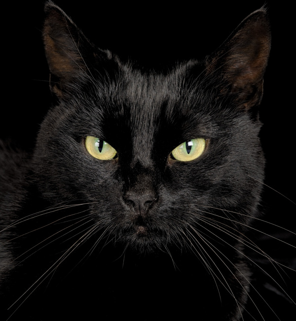 可爱黑猫
