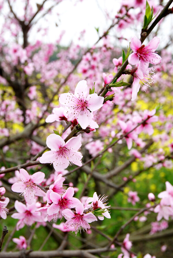 桃花图片