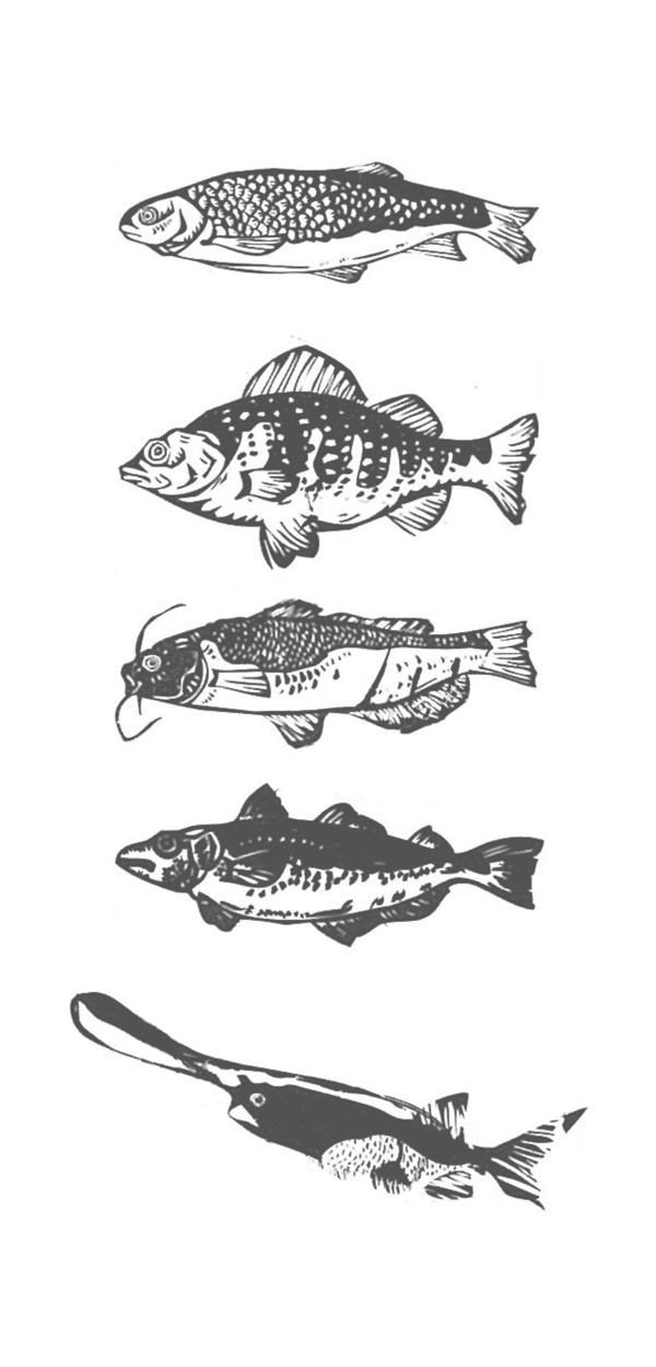 各种鱼元素