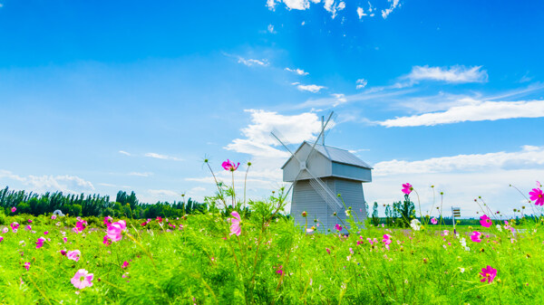 格桑花