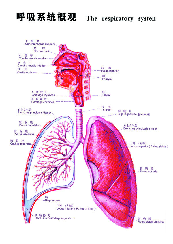 呼吸系统图图片