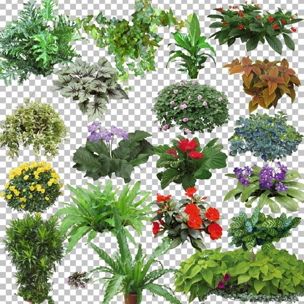 绿色植物库图片