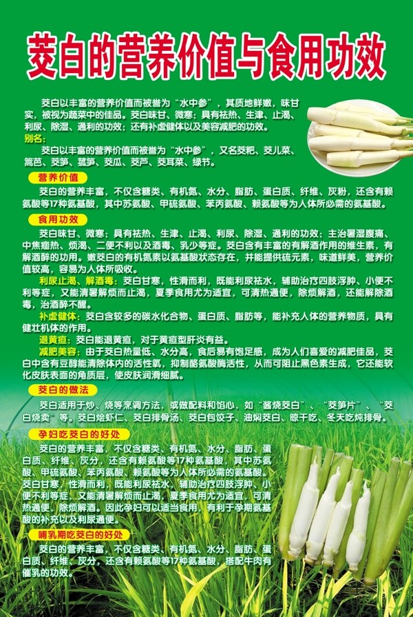 茭白的营养价值与食用功效