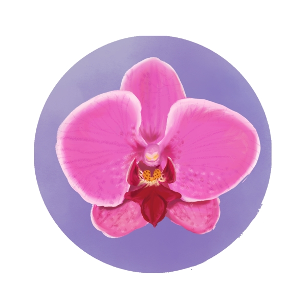 蝴蝶兰红色唯美写实水彩兰花花朵元素