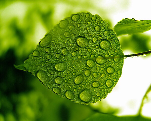 绿叶水滴唯美时刻